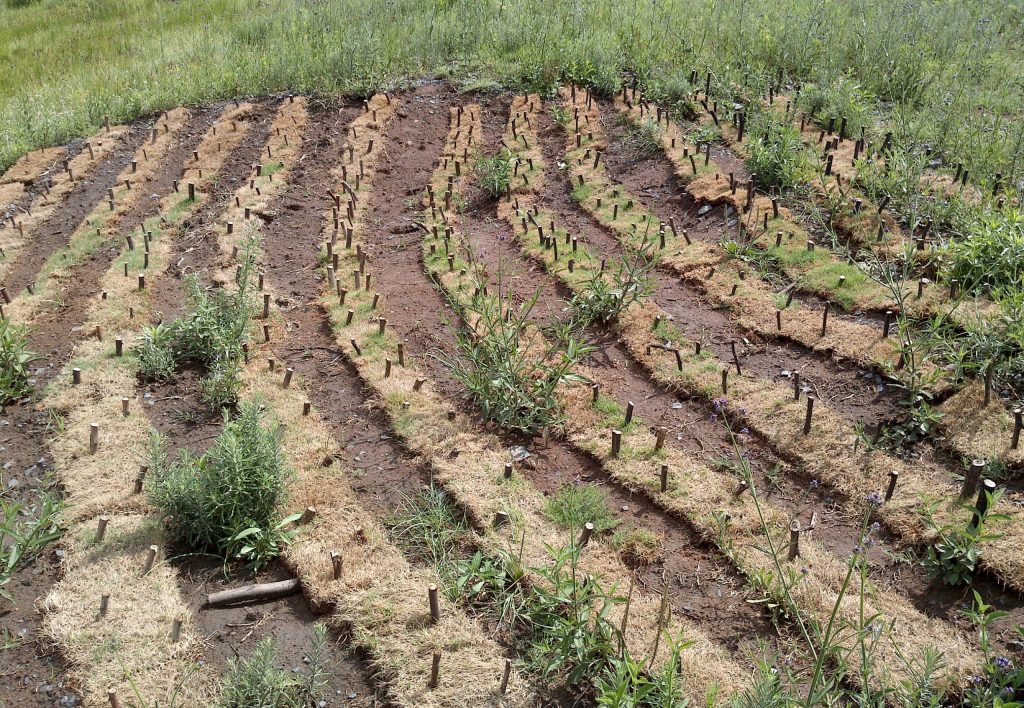 Environmental Rehabilitation and Restoration 2